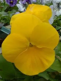 sementes de amor perfeito amarelo crow 15 sementes 2748 e1496258457104