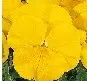 sementes de amor perfeito amarelo crow 15 sementes 3030 e1496258567602