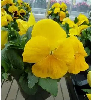 sementes de amor perfeito amarelo crow 15 sementes 3327 e1496258587288