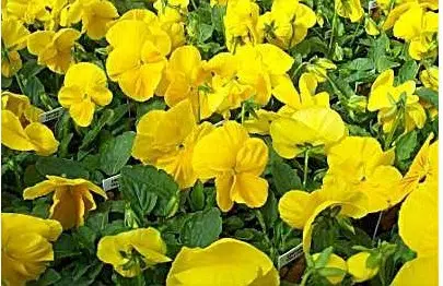 sementes de amor perfeito amarelo crow 15 sementes 6637 e1496258526525