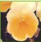 sementes de amor perfeito amarelo ultimate beacon 15 sementes 6176 e1496254052909