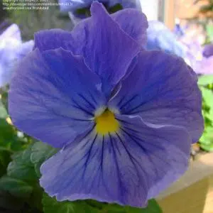 sementes de amor perfeito azul crow 15 sementes 7303 e1496259389497