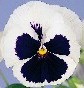 sementes de amor perfeito branco dinamite 15 sementes 0833 e1496256286198