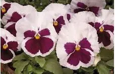 sementes de amor perfeito branco dinamite 15 sementes 4736 e1496256266443