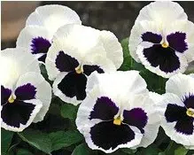 sementes de amor perfeito branco dinamite 15 sementes 8627 e1496256330577