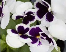 sementes de amor perfeito branco dinamite 15 sementes 9624 e1496256361369