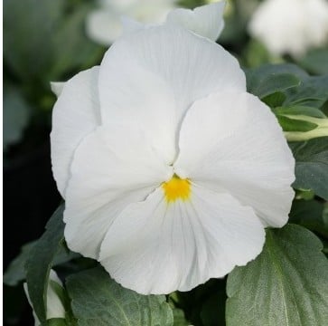 Comprar Sementes de Amor Perfeito Branco Gigante Suíço: 15 Sementes