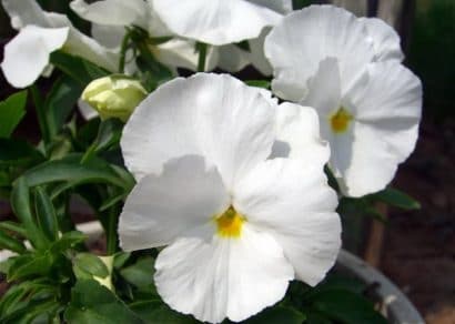 sementes de amor perfeito branco gigante suico 15 sementes 3240 e1496260588323