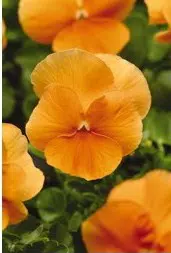 sementes de amor perfeito dourado crow 15 sementes 0830 e1496259224215