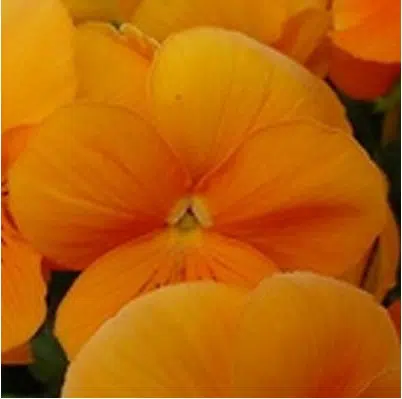 sementes de amor perfeito dourado crow 15 sementes 1333 e1496259206441