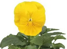 sementes de amor perfeito dourado crow 15 sementes 3117 e1496259306404