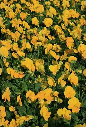 sementes de amor perfeito dourado crow 15 sementes 3914 e1496259330936