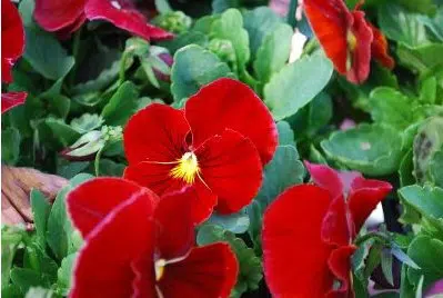 sementes de amor perfeito escarlate dinamite 15 sementes 1485 e1496256813573