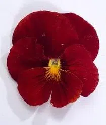 sementes de amor perfeito escarlate dinamite 15 sementes 1803 e1496256566914