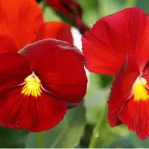 sementes de amor perfeito escarlate dinamite 15 sementes 9291 e1496256712931