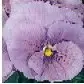 sementes de amor perfeito lavanda crow 15 sementes 3166 e1496259547175