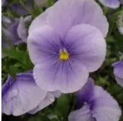 Comprar Sementes de Amor Perfeito Lavanda Crow: 15 Sementes