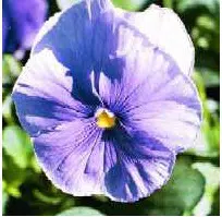 sementes de amor perfeito lavanda crow 15 sementes 5677 e1496259482381