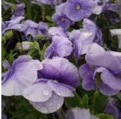 sementes de amor perfeito lavanda crow 15 sementes 5763 e1496259569325