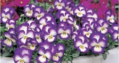 sementes de amor perfeito lilas radiance 15 sementes 5094 e1496873460204