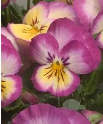 sementes de amor perfeito lilas radiance 15 sementes 6297 e1496253880926