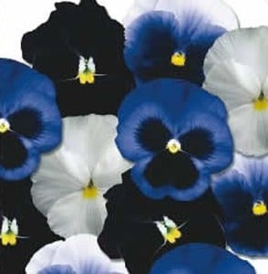 sementes de amor perfeito mix azul e branco 5041 e1496260159379