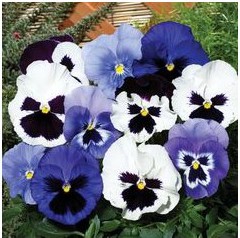 sementes de amor perfeito mix azul e branco 7437 e1496260179951