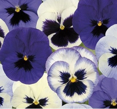 sementes de amor perfeito mix azul e branco 9445 e1496260137245
