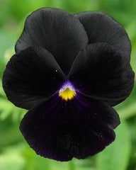 sementes de amor perfeito preto black pansy 15 sementes 0810 e1496260718618