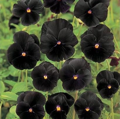 sementes de amor perfeito preto black pansy 15 sementes 4907 e1496260736191