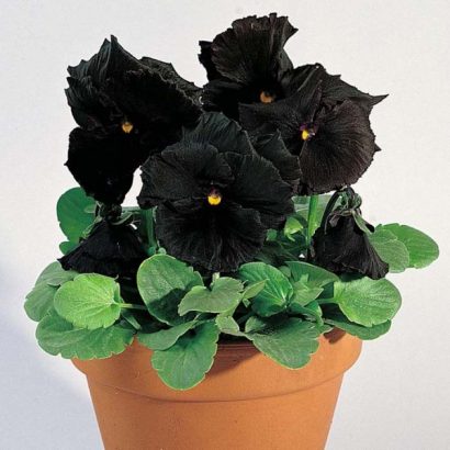sementes de amor perfeito preto black pansy 15 sementes 8114