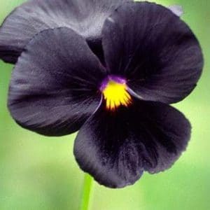 sementes de amor perfeito preto black pansy 15 sementes 9019 e1496260689972