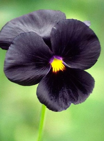 sementes de amor perfeito preto black pansy 15 sementes 9019 e1496260689972