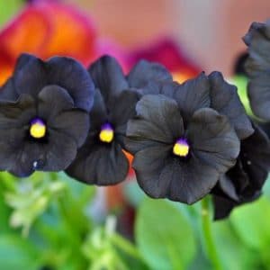 Comprar Sementes de Amor Perfeito Preto (Black Pansy): 15 Sementes