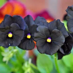 sementes de amor perfeito preto black pansy 15 sementes 9922 e1496260667529