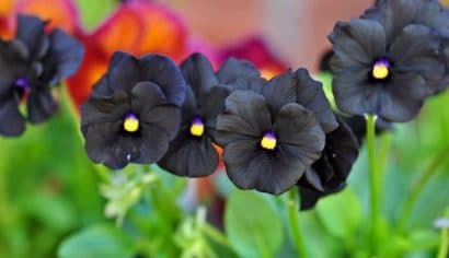 sementes de amor perfeito preto black pansy 15 sementes 9922 e1496260667529