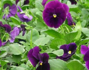 sementes de amor perfeito purple dinamite 15 sementes 0215 e1496256433493