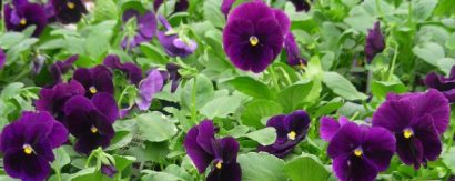 Comprar Sementes de Amor Perfeito Purple Dinamite: 15 Sementes