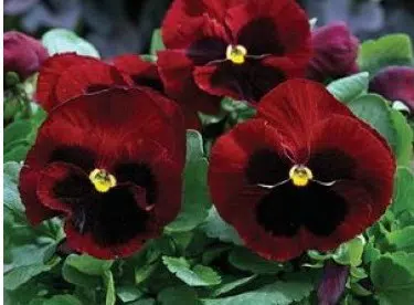 sementes de amor perfeito purpura gigante suico 15 sementes 3280 e1496259960342