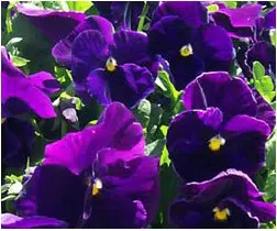sementes de amor perfeito roxo crow 15 sementes 3045 e1496259115880
