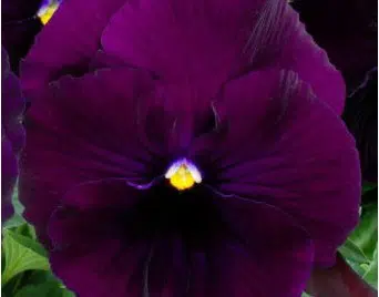 sementes de amor perfeito roxo crow 15 sementes 5748 e1496259096277
