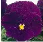 sementes de amor perfeito roxo crow 15 sementes 9242 e1496259142272