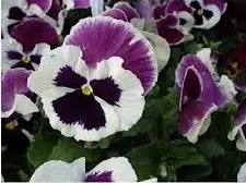 sementes de amor perfeito roxo e branco dinamite 15 sementes 1798 e1496257523857