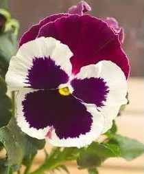sementes de amor perfeito roxo e branco dinamite 15 sementes 1909 e1496257462774