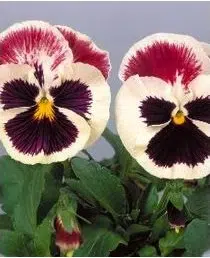 sementes de amor perfeito roxo e branco dinamite 15 sementes 2505 e1496257485928