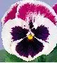 sementes de amor perfeito roxo e branco dinamite 15 sementes 3594 e1496257542287