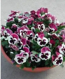 sementes de amor perfeito roxo e branco dinamite 15 sementes 3714 e1496257444556