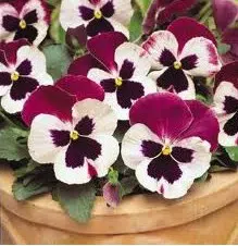 sementes de amor perfeito roxo e branco dinamite 15 sementes 9001 e1496257502203