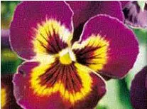 sementes de amor perfeito roxo ultimate baron 15 sementes 0511 e1496254463153
