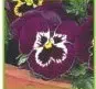 sementes de amor perfeito roxo ultimate baron 15 sementes 7619 e1496254422764